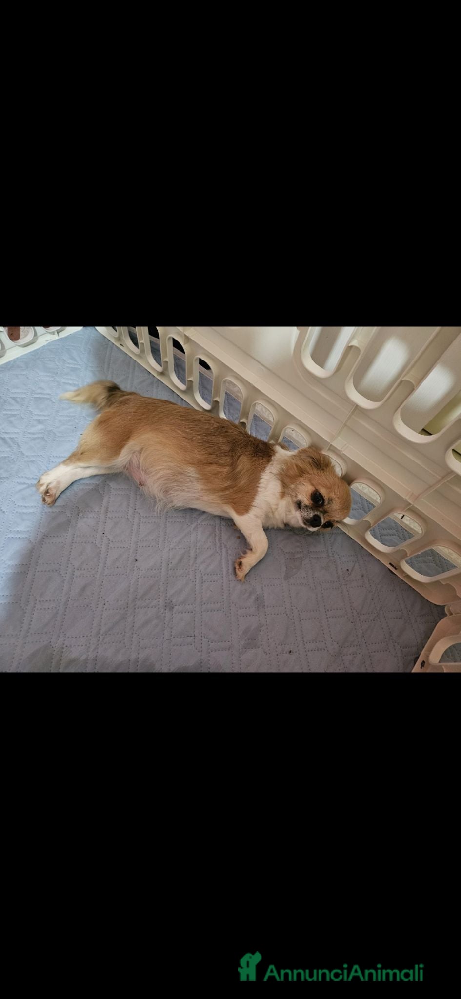 Chihuahua cani 2 maschi e 2 femmine chihuahua con pedigree enci  - Annuncio 11