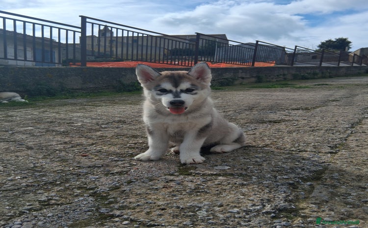 Husky cani - Annuncio 2