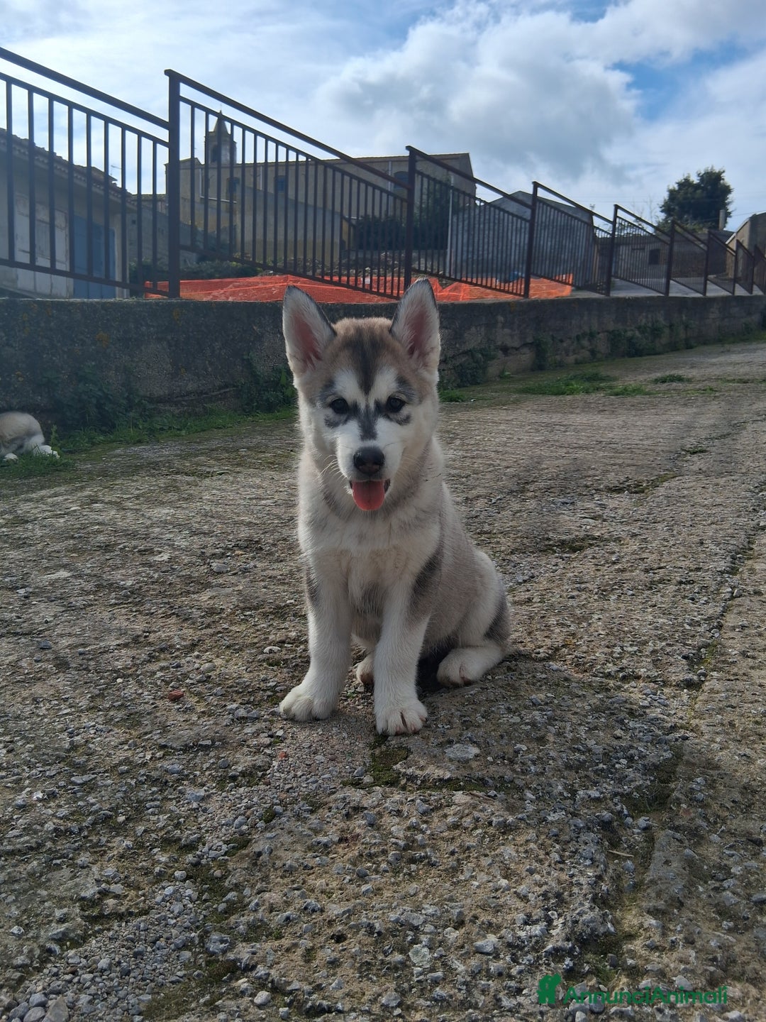 Husky cani in vendita: Disponibili 2 cucciole di husky siberiano - Annuncio 1