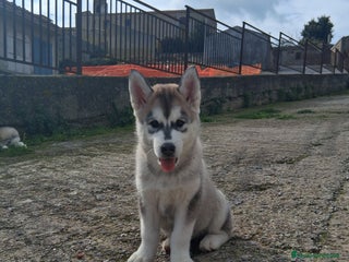 Husky cani Disponibili 2 cucciole di husky siberiano - Annuncio 20