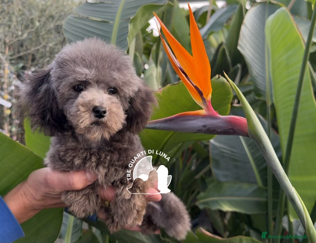 Barboncino Toy cani in vendita: Barboncino Cucciolo TREQUARTIDILUNA - Annuncio 3