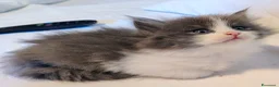 Siberiano gatti in vendita: Gatti cuccioli Siberiani a Provincia di Forlì-Cesena - Annuncio 16