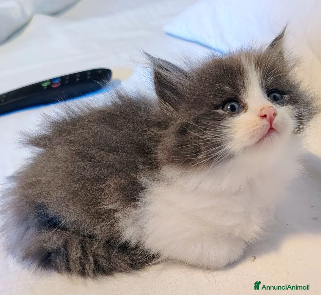 Siberiano gatti in vendita: Gatti cuccioli Siberiani a Provincia di Forlì-Cesena - Annuncio 16