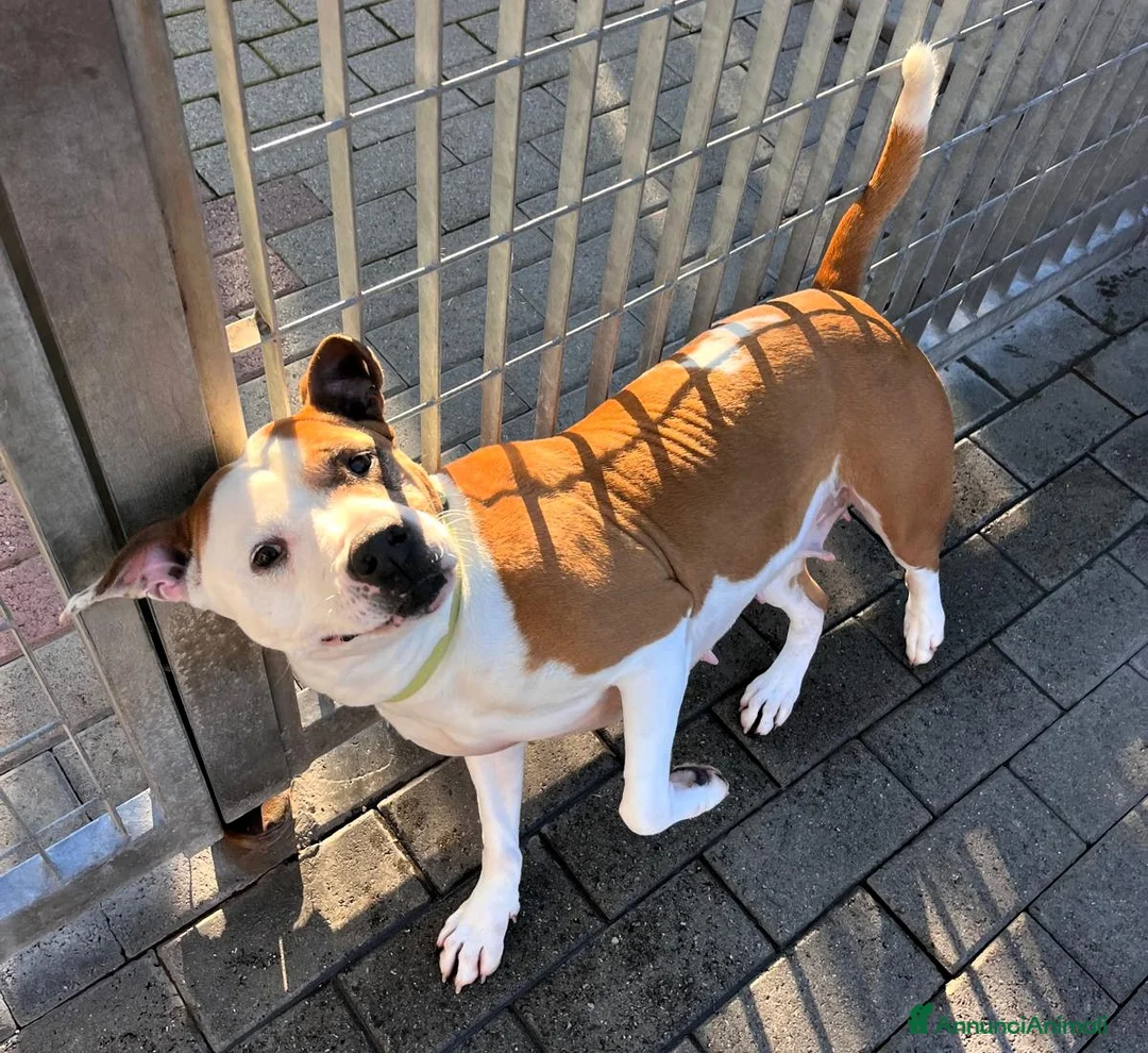 Meticcio cani in regalo: MAYA AMSTAFF - Annuncio 7