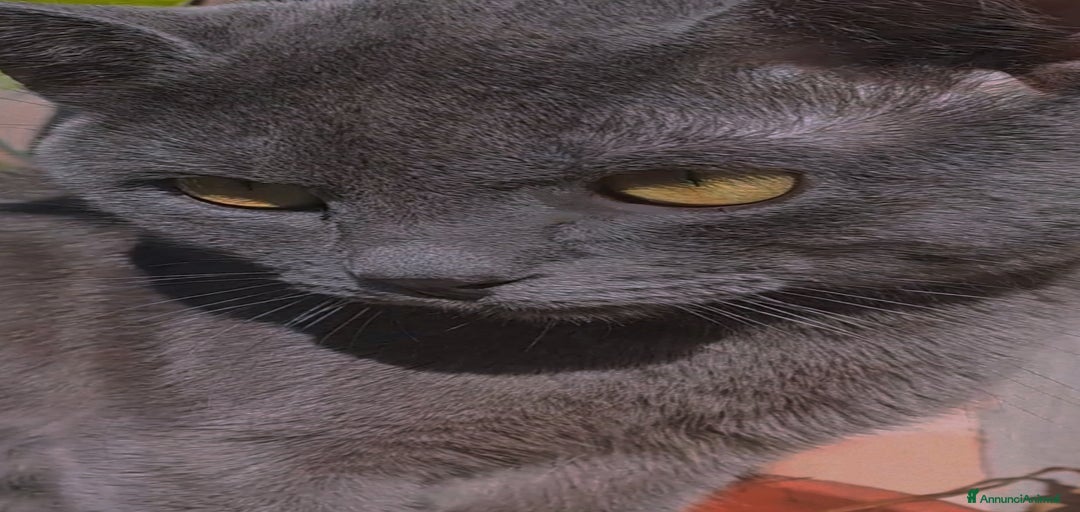 Immagine della galleria {{count}}