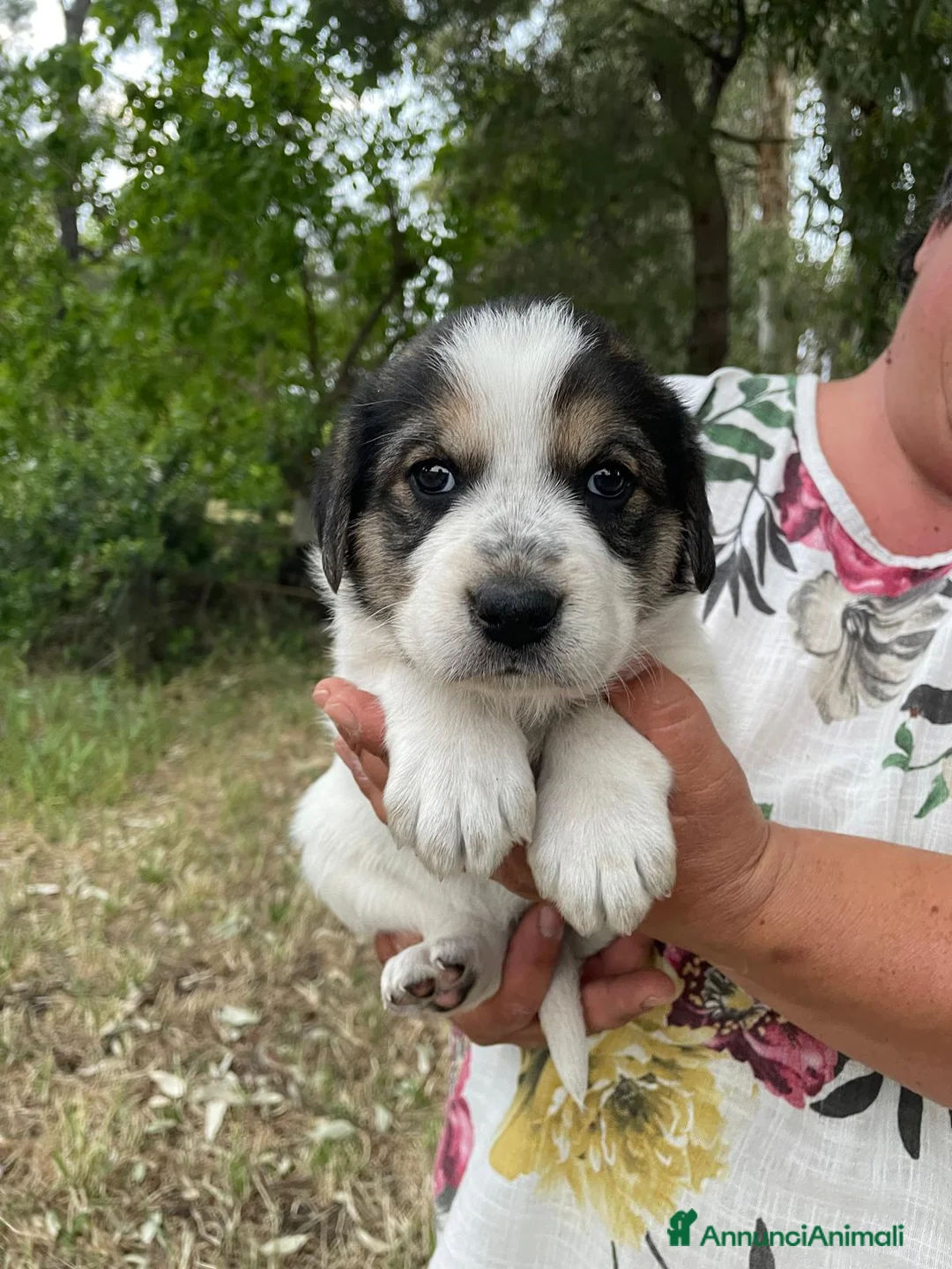 Meticcio cani in regalo: Aria Maya e Zoe cucciole taglia grande  - Annuncio 7