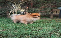 Spitz cani per accoppiamento: Spitz a Città metropolitana di Catania - Immagine 1