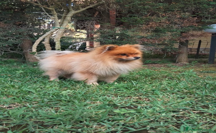 Spitz cani a Città metropolitana di Catania - Annuncio 2