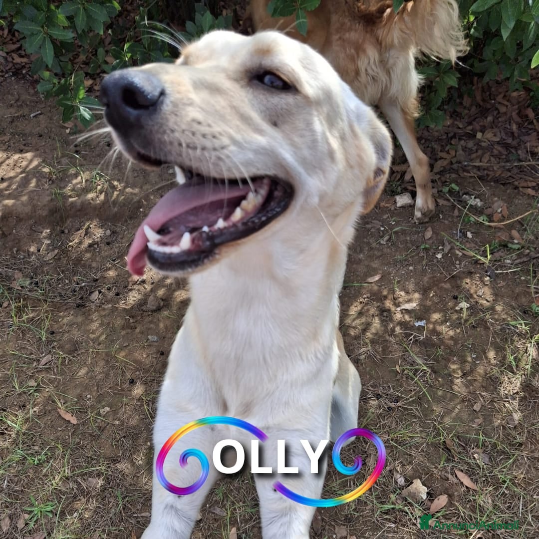 Meticcio cani OLLY 💙 - cerca ANCORA casa. Tranquillo e dolce - Annuncio 1
