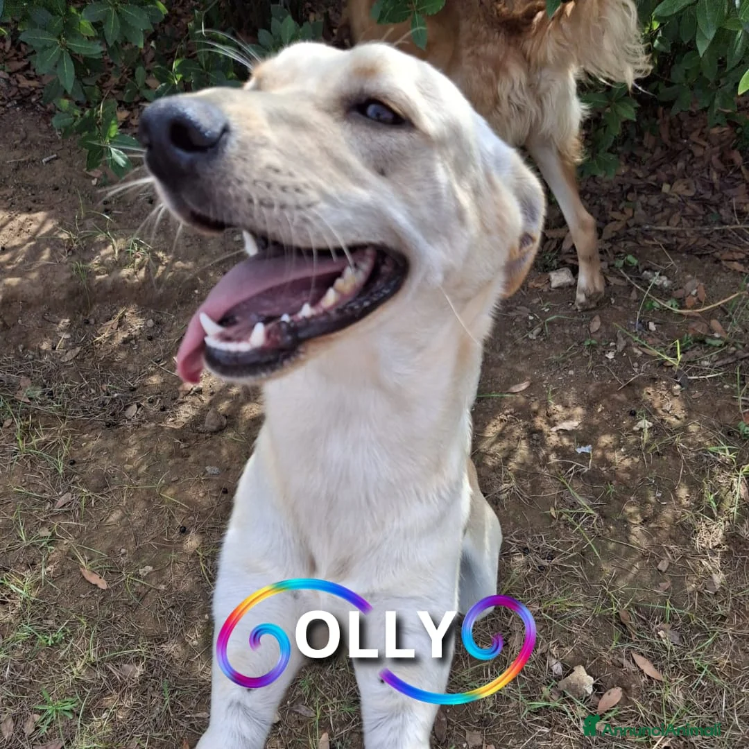Meticcio cani in regalo: OLLY 💙 - cerca ANCORA casa. Tranquillo e dolce - Annuncio 1