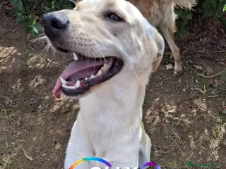 Meticcio cani OLLY 💙 - cerca ANCORA casa. Tranquillo e dolce - Annuncio 1