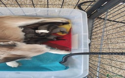 Chihuahua cani in vendita: cuccioli di cihuahua a pelo lungo a Molinella - Immagine 13