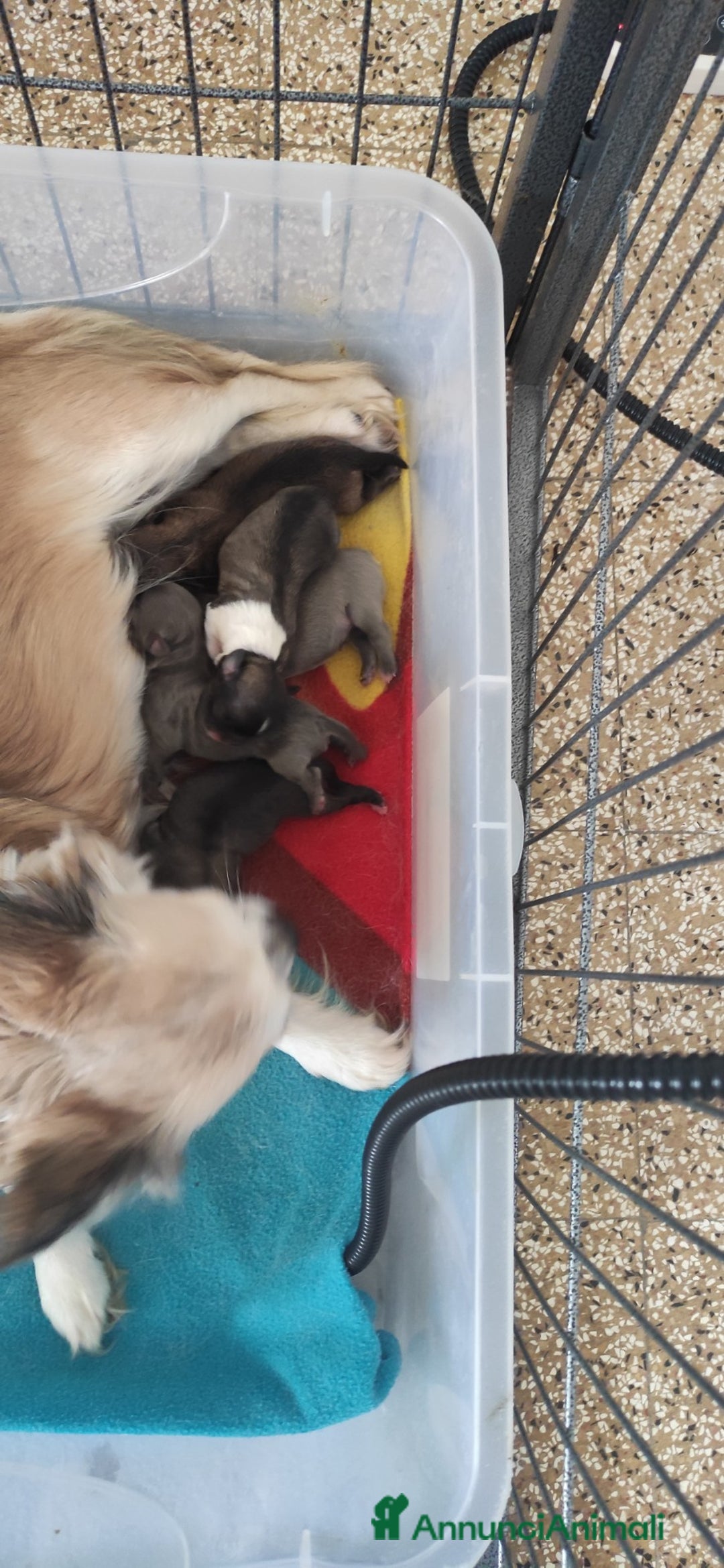 Chihuahua cani in vendita: cuccioli di cihuahua a pelo lungo a Molinella - Immagine 13