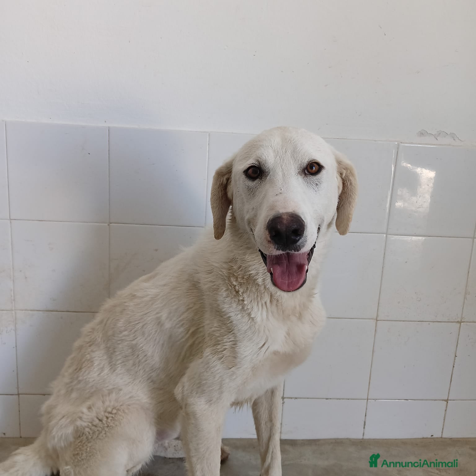 Meticcio cani RADJA  - Annuncio 8