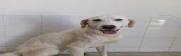 Meticcio cani in regalo: RADJA  - Annuncio 1