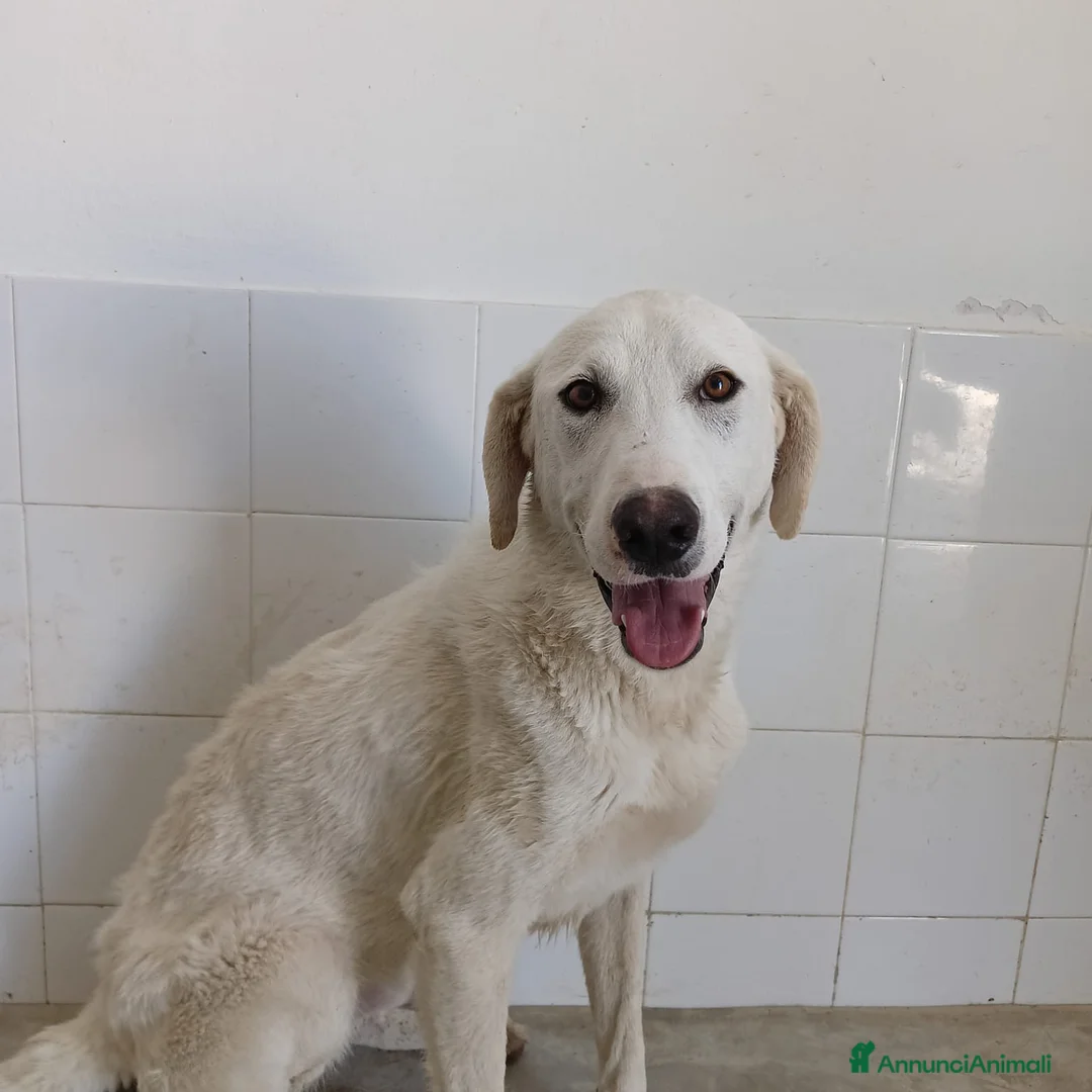 Meticcio cani in regalo: RADJA  - Annuncio 1