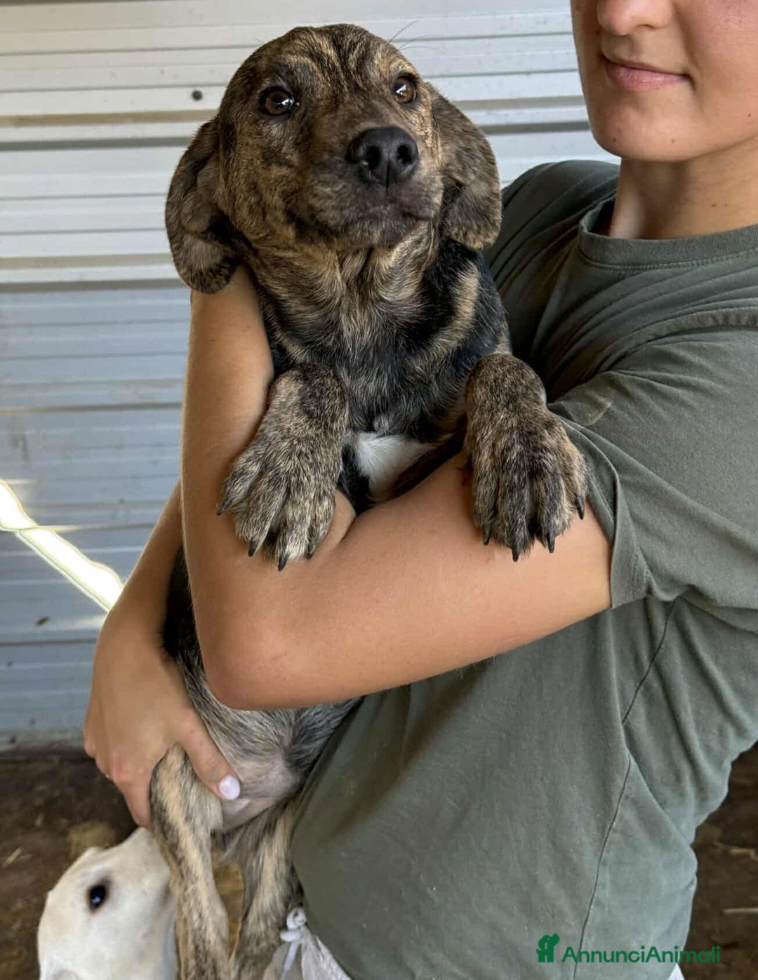 Meticcio cani in regalo: PIKA, cucciola dolce e timida rimasta sola. - Annuncio 2