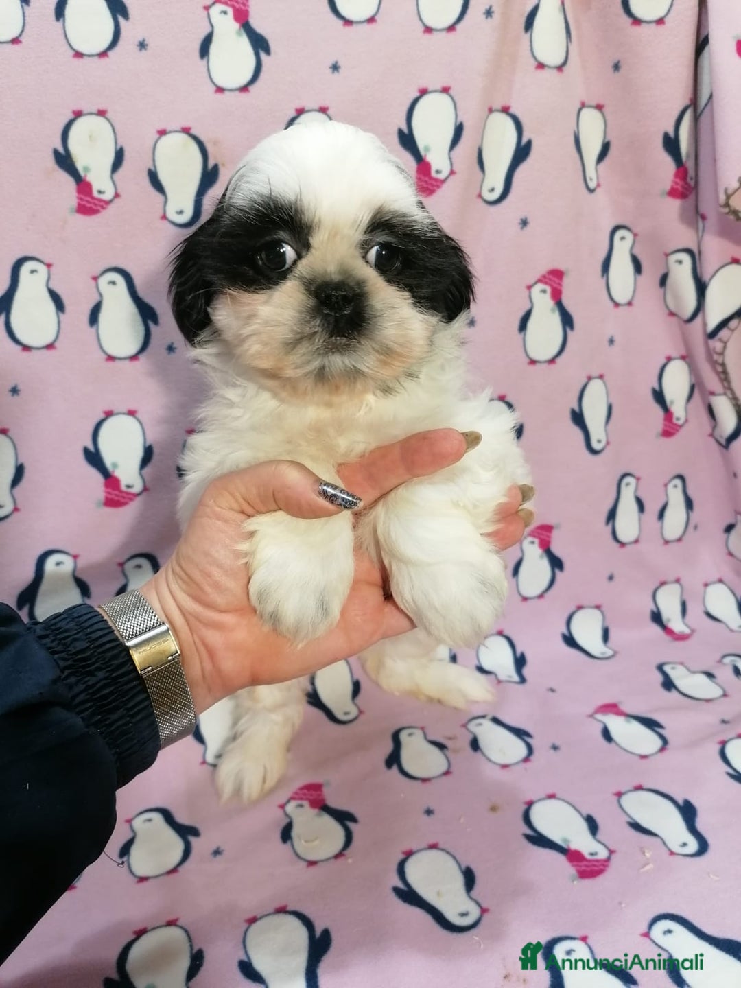 Shih Tzu cani in vendita: Shih Tzu imperiale cuccioli - Annuncio 8