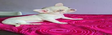 Chihuahua 1