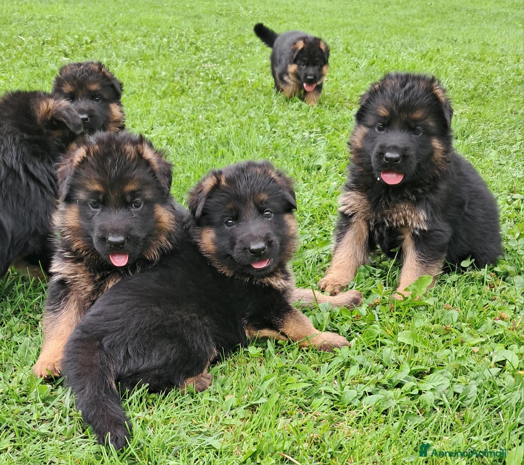 Pastore Tedesco cani in vendita: Super cucciolata pastore tedesco a Provincia di Brescia - Immagine 2