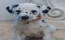 Dalmata cani in vendita: cuccioli dalmata udenti bilaterali a Provincia di Vicenza - Immagine 5