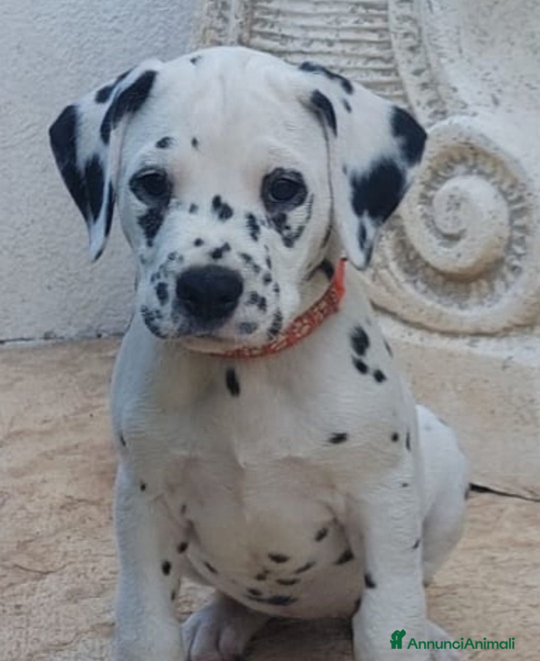 Dalmata cani in vendita: cuccioli dalmata udenti bilaterali a Provincia di Vicenza - Immagine 5