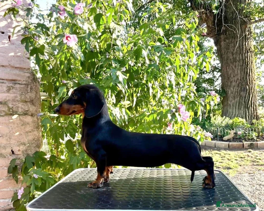 Bassotto cani in vendita: DISPONIBILE CUCCIOLO DI BASSOTTO A PELO CORTO - Annuncio 3
