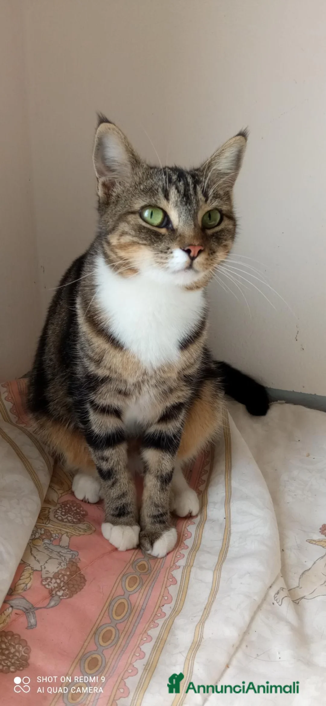 Altre razze gatti in regalo: Gattina di 10 mesi cerca casa a Provincia di Bergamo - Annuncio 4