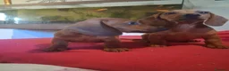 Bassotto cani in vendita: Cuccioli di bassotto - Annuncio 6