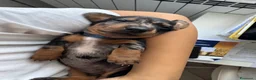 Bassotto cani in vendita: Bassotto Arlecchino Silver Maschio  - Annuncio 1