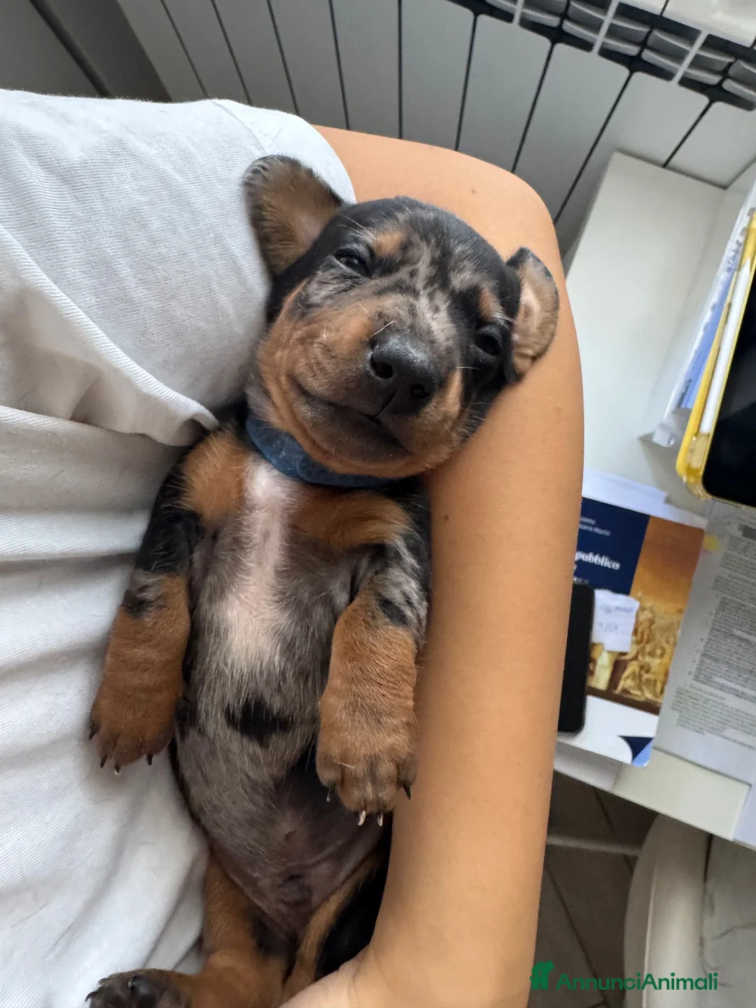 Bassotto cani in vendita: Bassotto Arlecchino Silver Maschio  - Annuncio 1