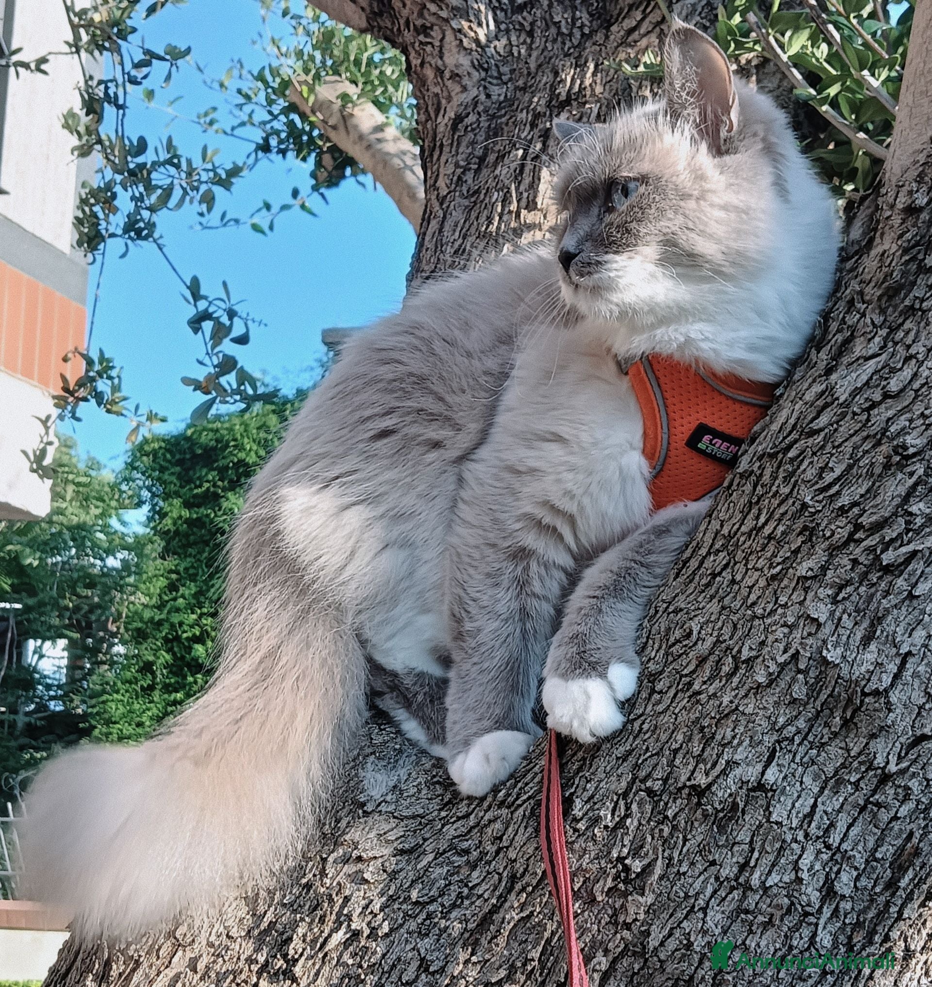 Siberiano gatti Disponibili ultimi cuccioli gatti neva masquerade - Annuncio 7