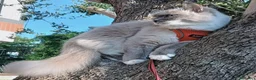 Siberiano gatti in vendita: Disponibili ultimi cuccioli gatti neva masquerade - Annuncio 1