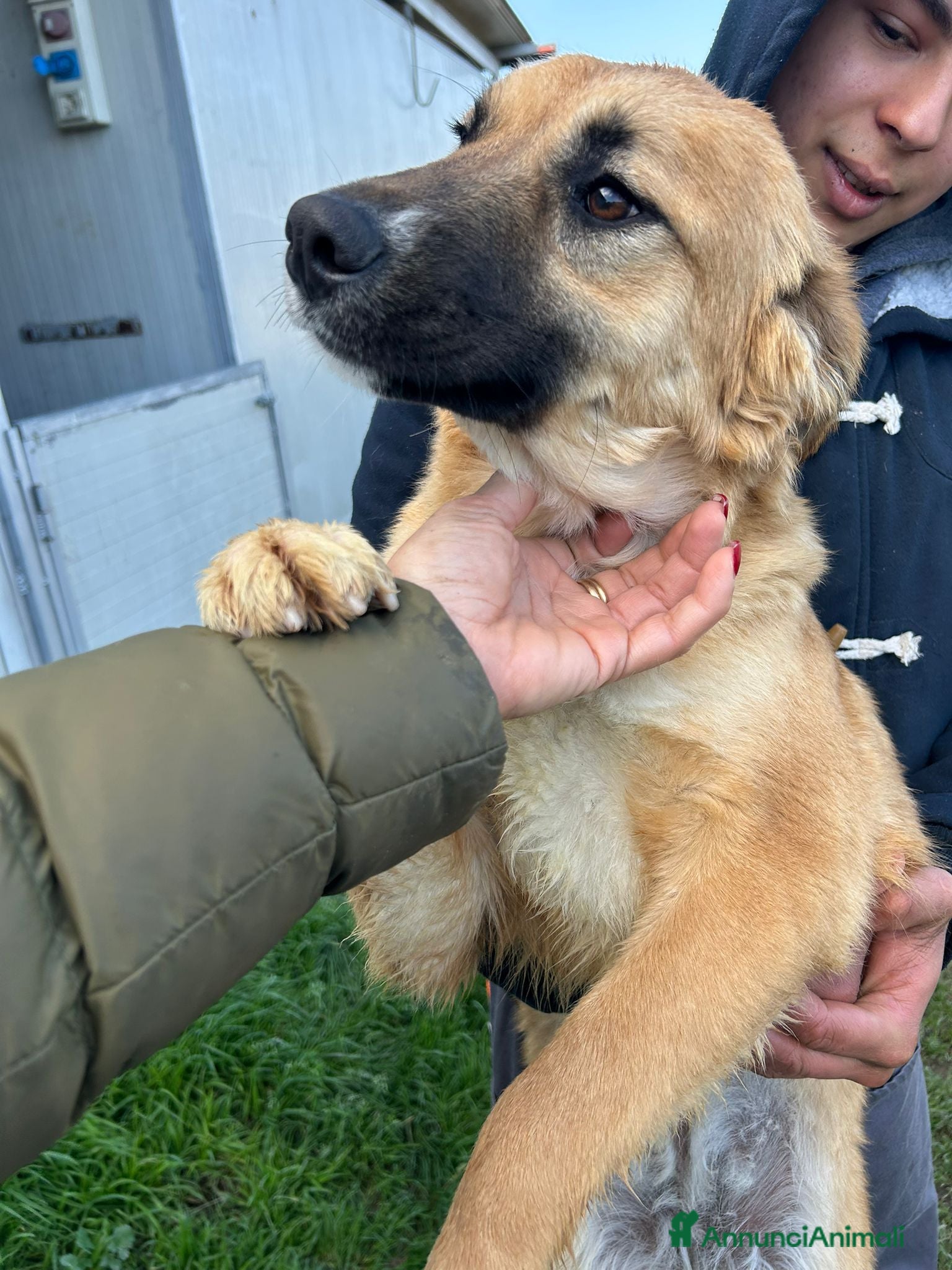 Meticcio cani Incrocio pastore belga (ASIA) - Annuncio 4