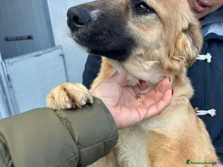 Meticcio cani Incrocio pastore belga (ASIA) - Annuncio 4