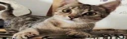 Meticcio gatti in regalo: 3 mesi, vive in uno stanzino - Annuncio 1