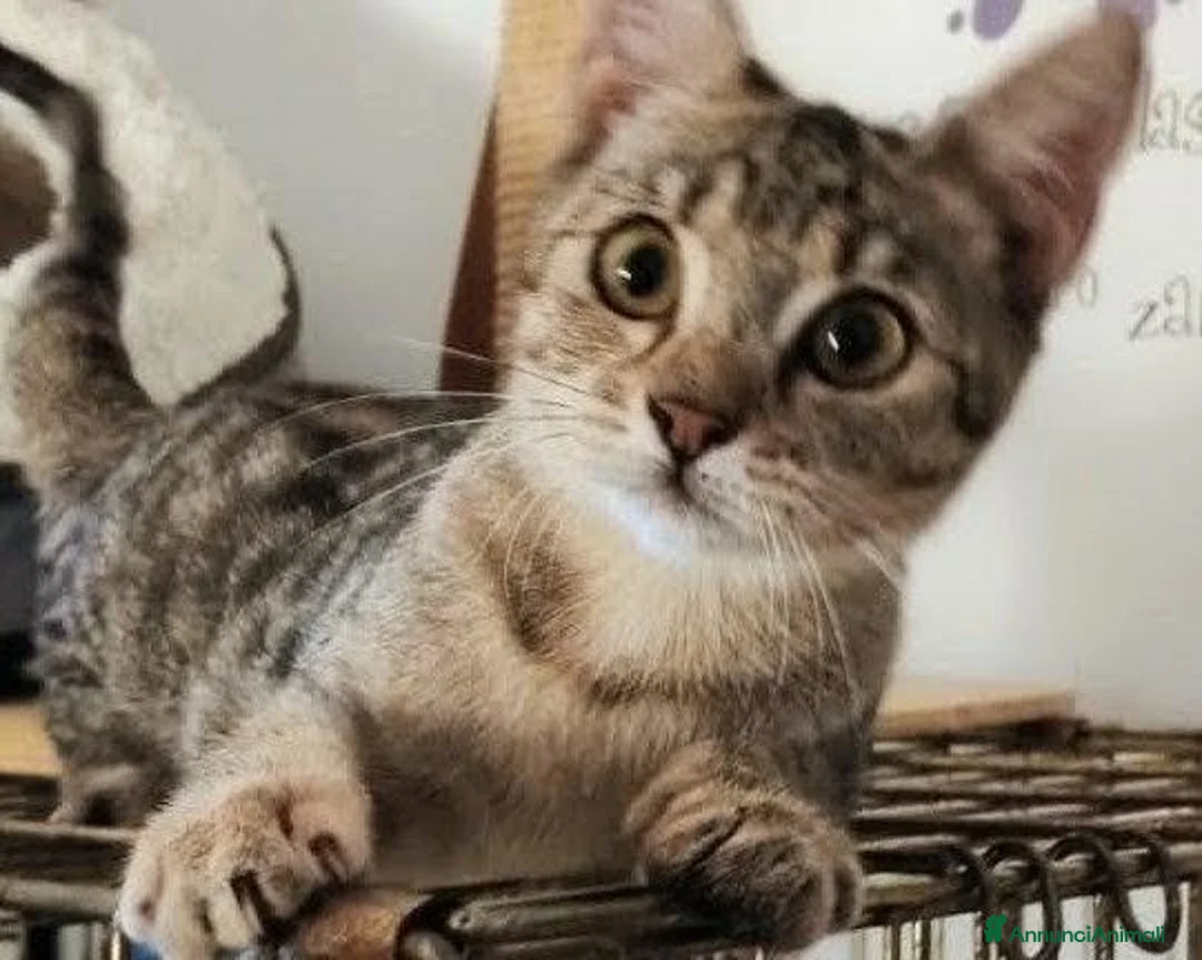 Meticcio gatti in regalo: 3 mesi, vive in uno stanzino - Annuncio 1
