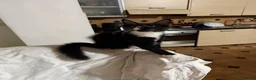 Maine Coon gatti in vendita: Maine Coon  - Annuncio 12