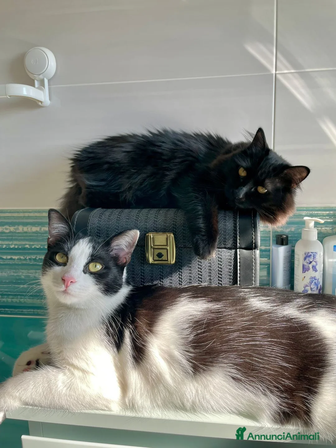 Europeo gatti in vendita: Alma e Pepe cercano nuova famiglia a Città Metropolitana di Bologna - Annuncio 1