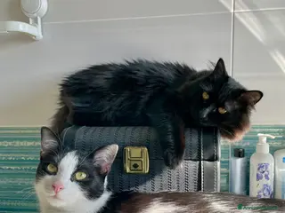 Europeo gatti Alma e Pepe cercano nuova famiglia a Città Metropolitana di Bologna - Annuncio 3