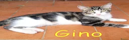 Europeo gatti in regalo: GINO E GAIA DOLCISSIMI GATTINI a Città metropolitana di Roma Capitale - Annuncio 6