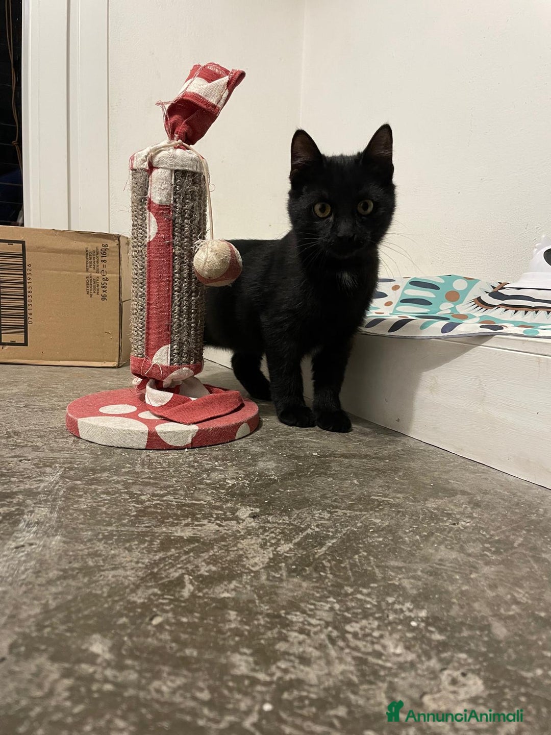 Europeo gatti in regalo: MADAME, bellissima gattina cerca casa! - Annuncio 1