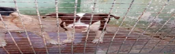 Meticcio cani in regalo: Brown! (mix pitbull-10mesi) - Annuncio 3