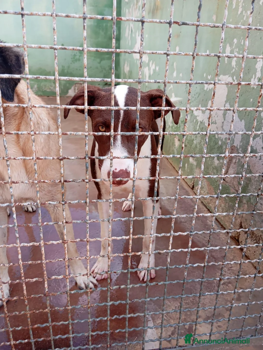 Meticcio cani in regalo: Brown! (mix pitbull-10mesi) - Annuncio 3