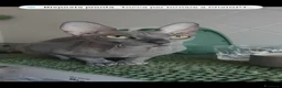 Sphynx gatti in vendita: Sphynx molto affettuoso  - Annuncio 3