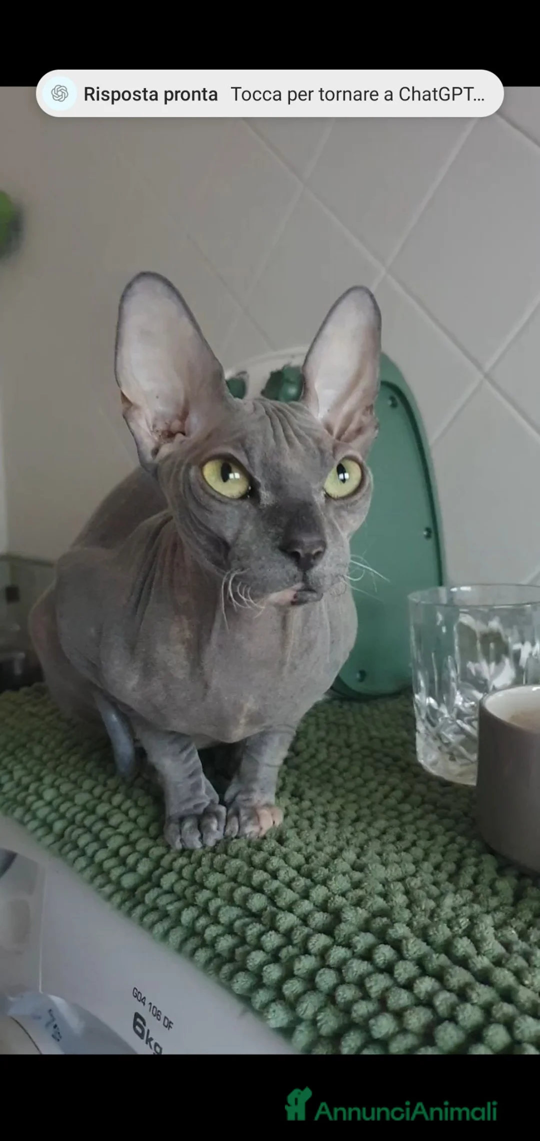 Sphynx gatti in vendita: Sphynx molto affettuoso  - Annuncio 3