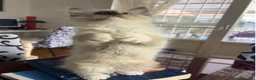 Ragdoll gatti in vendita: Bellissimo cucciolo di ragdoll - Annuncio 9