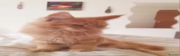 Maine Coon gatti in vendita: Cucciolone di Mainecoon  - Annuncio 4