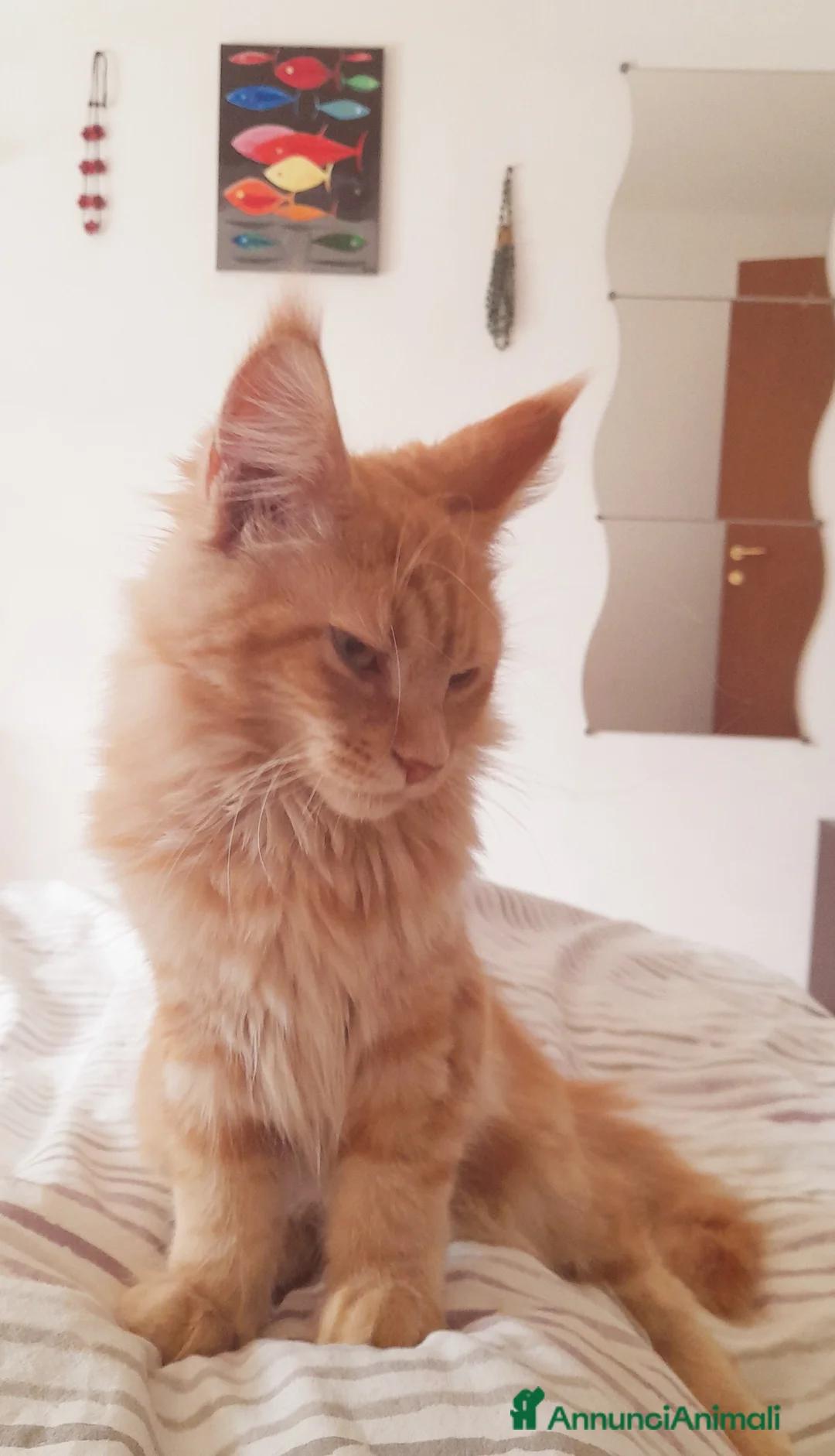 Maine Coon gatti in vendita: Cucciolone di Mainecoon  - Annuncio 4