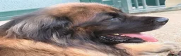 Leonberger cani per accoppiamento: Leonberger maschio per monta a Città metropolitana di Roma Capitale - Annuncio 2
